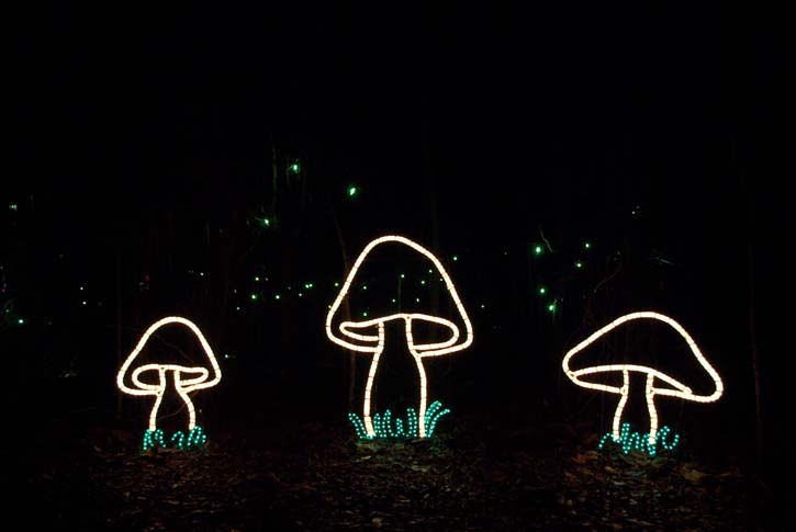 Christmas Eve - James Island County Park (5)