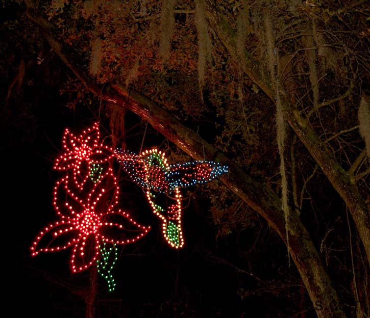 Christmas Eve - James Island County Park (6)