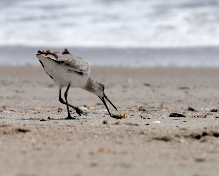 Labor Day 2008 (15).jpg