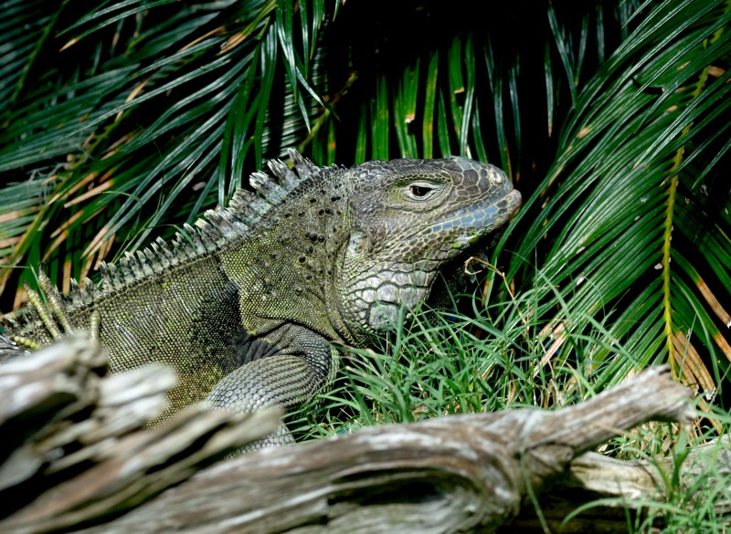 Labor Day 2008 (27).jpg