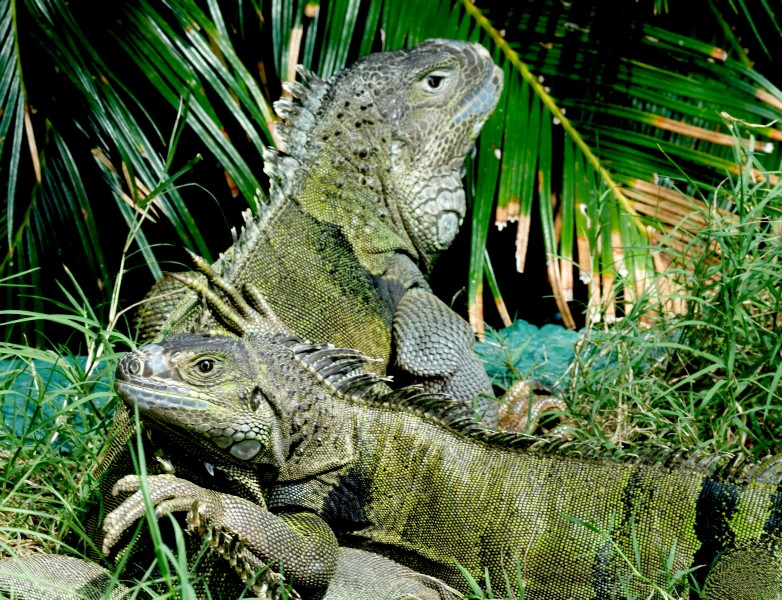 Labor Day 2008 (28).jpg