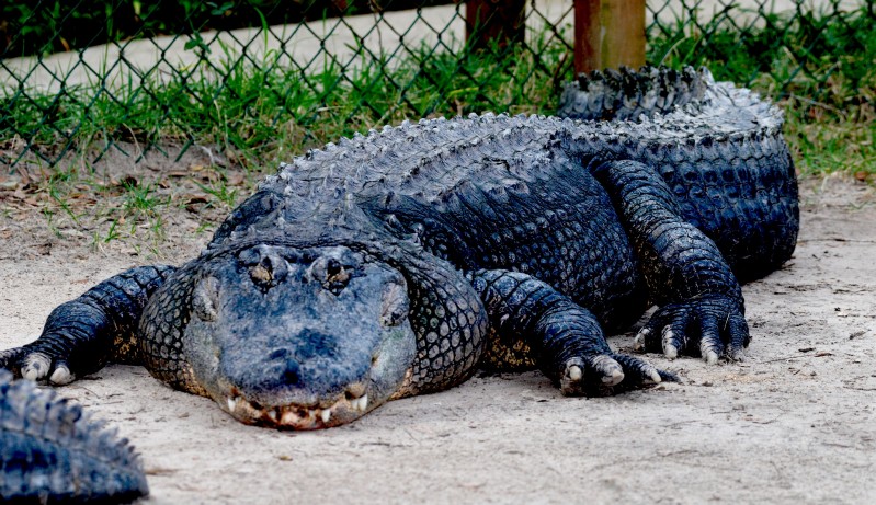 Labor Day 2008 (32).jpg