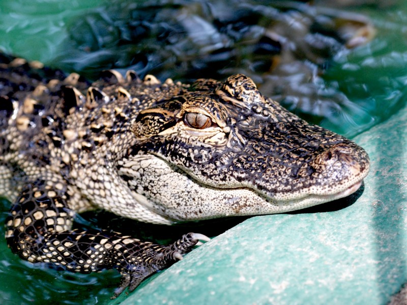 Labor Day 2008 (33).jpg